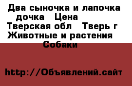 Два сыночка и лапочка-дочка › Цена ­ 6 000 - Тверская обл., Тверь г. Животные и растения » Собаки   